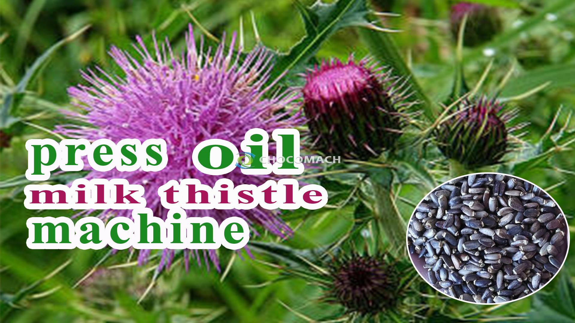 How to extract oil and silymarin from milk thistle seeds? 