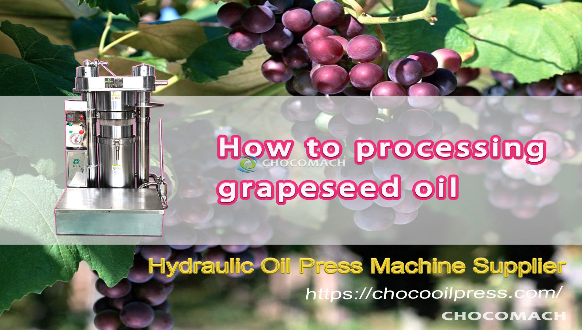 How to extract grapeseed oil? CHOCOMACH YZL oil processing machine