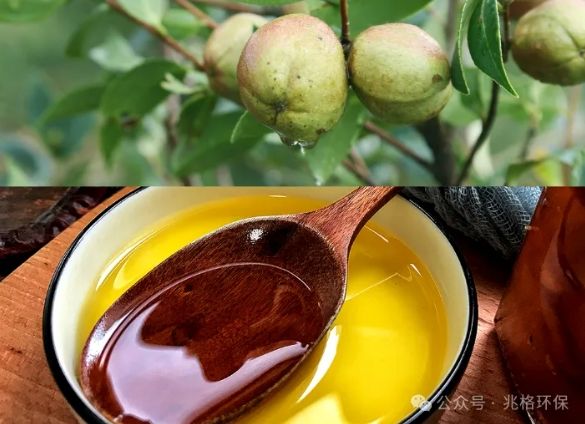 Camellia Oil 4.png