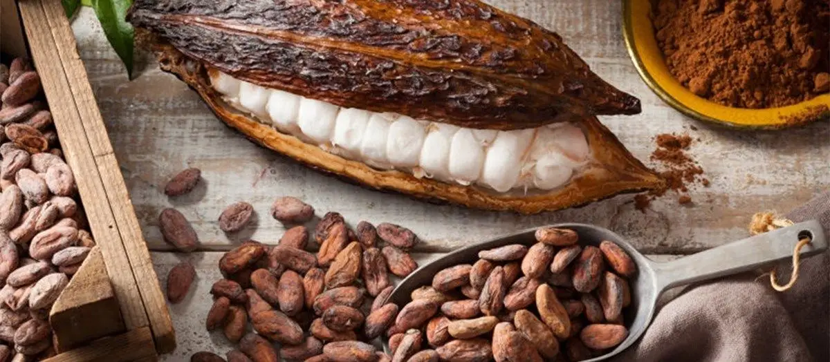 Cocoa Powder Production 