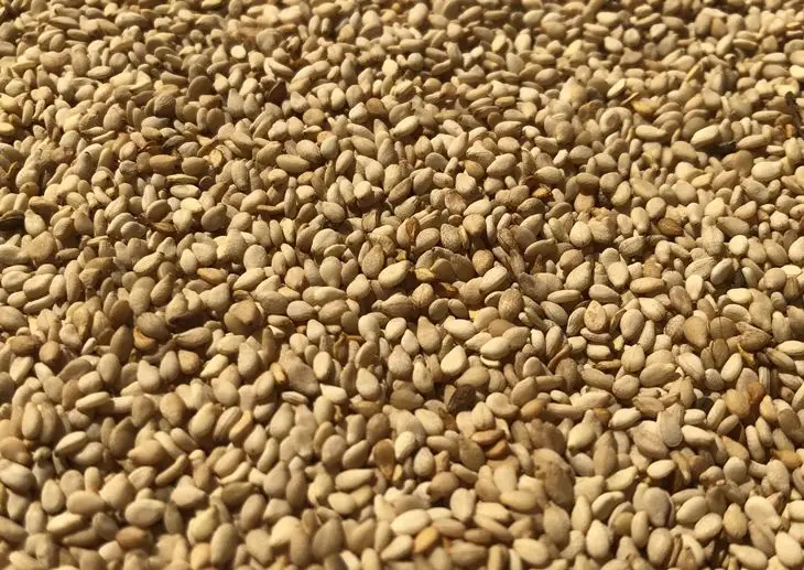 Sesame Oil Press Line