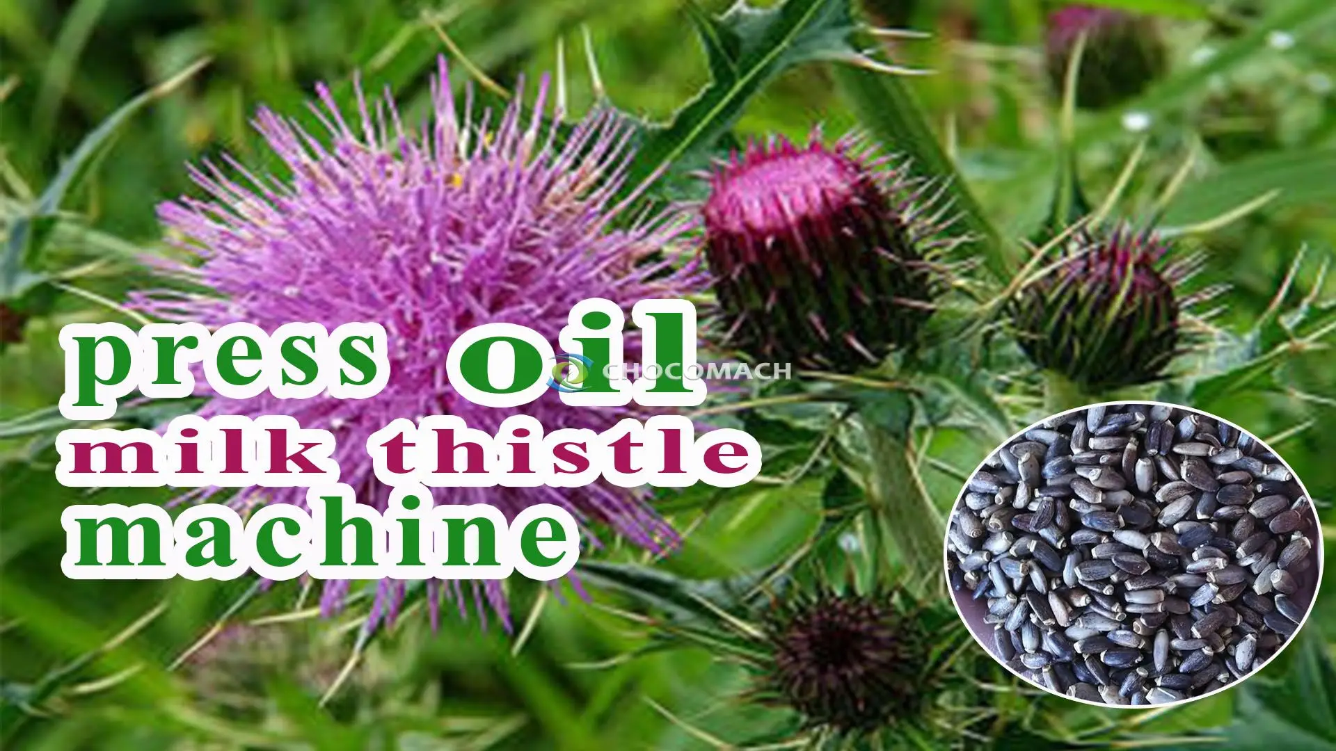 How to extract oil and silymarin from milk thistle seeds? 