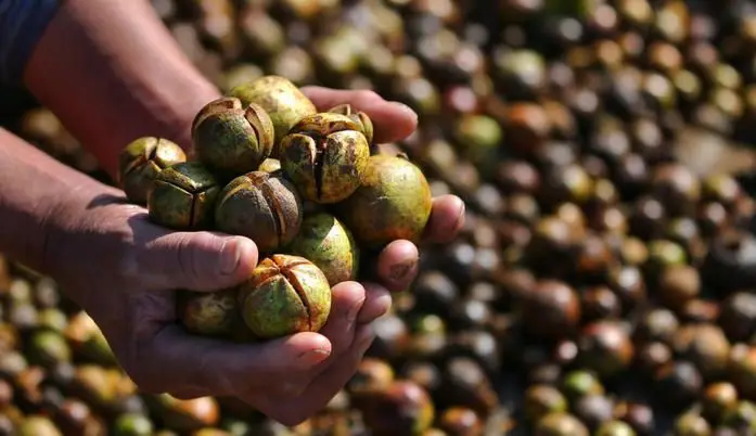 What happens to the aroma of camellia seed oil when heated?